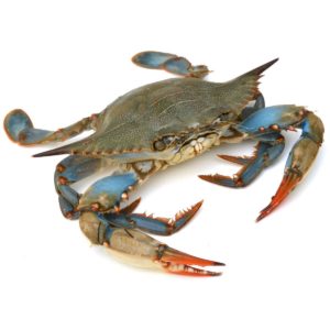 كابوريا متوسط